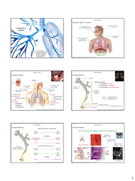 Respiratory System.Pdf