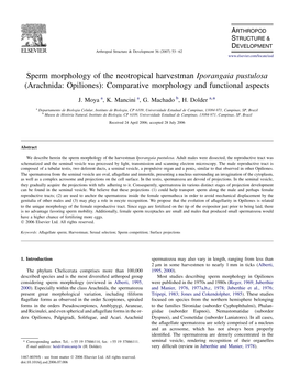 Sperm Morphology of the Neotropical Harvestman Iporangaia Pustulosa (Arachnida: Opiliones): Comparative Morphology and Functional Aspects