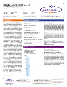UBE2M (Ubc12) [GST-Tagged] E2 - NEDD8 Conjugating Enzyme
