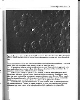 Notable Oyster Diseases / 28