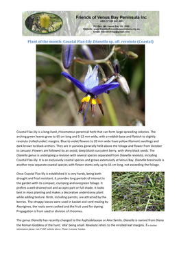 Coastal Flax-Lily Dianella Sp. Aff. Revoluta (Coastal)