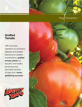 Grafted Tomato