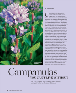 Campanula (Campanula Spp