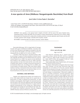 A New Species of Anna (Mollusca: Neogastropoda: Buccinidae) from Brazil