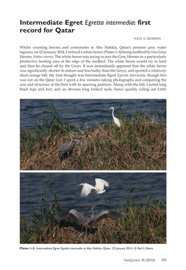 Intermediate Egret Egretta Intermedia: First Record for Qatar NEIL G MORRIS