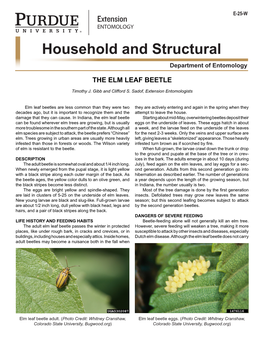 Elm Leaf Beetles