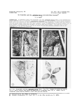 The Fringetree Lace Bug, Leptoyeha Mutica (Say)(Hemiptera:Tingidae)!