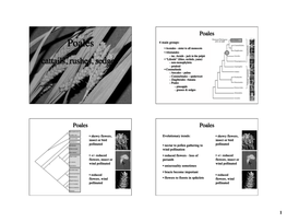 Poales Poales 4 Main Groups: • Acorales - Sister to All Monocots • Alismatales – Inc