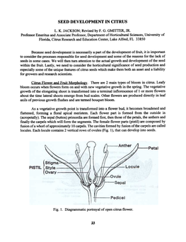 Seed Development in Citrus