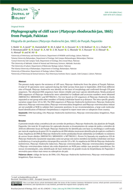 (Platyceps Rhodorachis Jan, 1865) from Punjab, Pakistan Filografia De Penhasco (Platyceps Rhodorachis Jan, 1865) De Punjab, Paquistão
