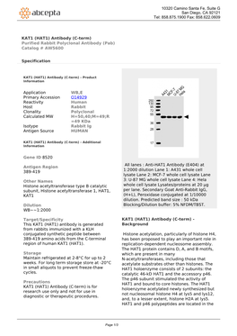 KAT1 (HAT1) Antibody (C-Term) Purified Rabbit Polyclonal Antibody (Pab) Catalog # AW5600