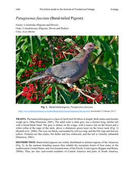 Patagioenas Fasciata (Band-Tailed Pigeon)