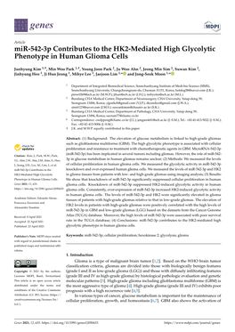 Mir-542-3P Contributes to the HK2-Mediated High Glycolytic Phenotype in Human Glioma Cells