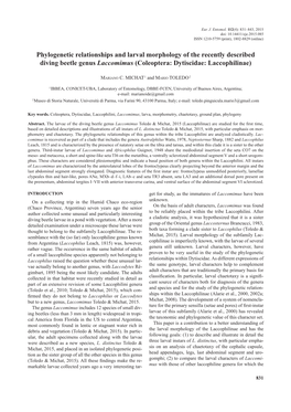 Phylogenetic Relationships and Larval Morphology of the Recently Described Diving Beetle Genus Laccomimus (Coleoptera: Dytiscidae: Laccophilinae)