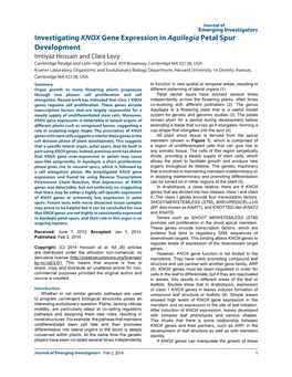 Investigating KNOX Gene Expression in Aquilegia Petal Spur Development