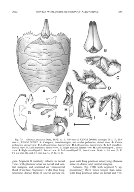 Gins. Segment II Medially Inflated in Dorsal View, with Plumose Setae on Dorsal And