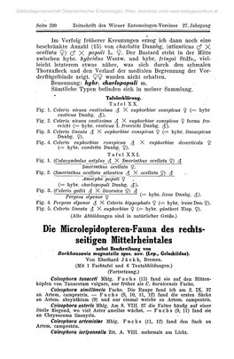 Seitigen Mittelrheintales Nebst Beschreibung Von Borkhausenia Magnatella Spec