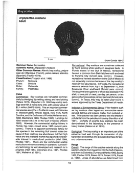 Species Profile: Bay Scallop, Argopecten Irradians