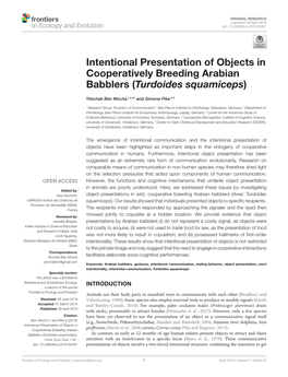 Intentional Presentation of Objects in Cooperatively Breeding Arabian Babblers (Turdoides Squamiceps)