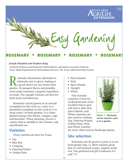 Rosemary • Rosemary • Rosemary • Rosemary