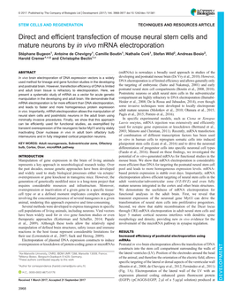 Direct and Efficient Transfection of Mouse Neural Stem Cells And