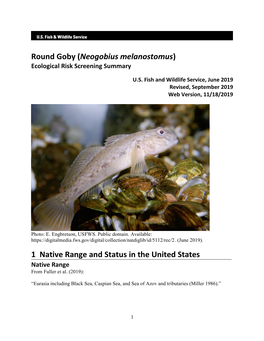 Neogobius Melanostomus (Round Goby) [Original Text by J