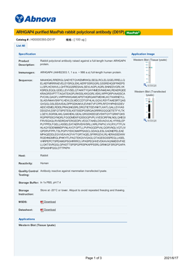 ARHGAP4 Purified Maxpab Rabbit Polyclonal Antibody (D01P)