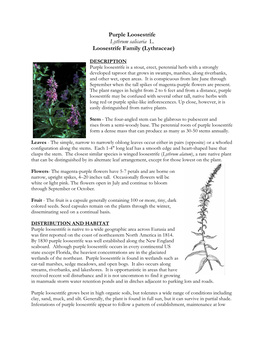 Purple Loosestrife Lythrum Salicaria L. Loosestrife Family (Lythraceae)