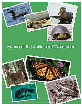 Fauna of the Jack Lake Watershed