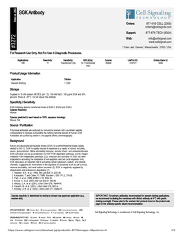 SGK Antibody A