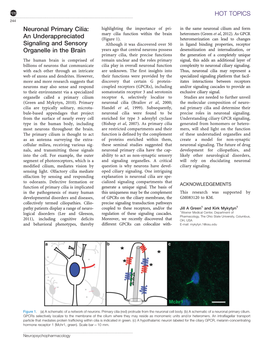 Neuronal Primary Cilia: an Underappreciated Signaling and Sensory Organelle in the Brain