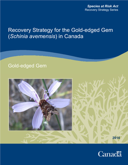 Gold-Edged Gem (Schinia Avemensis) in Canada