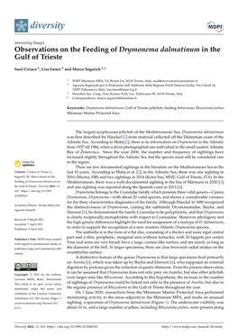 Observations on the Feeding of Drymonema Dalmatinum in the Gulf of Trieste