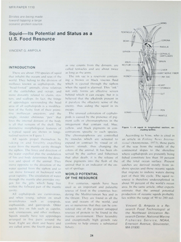 Squid-Its Potential and Status As a U.S. Food Resource