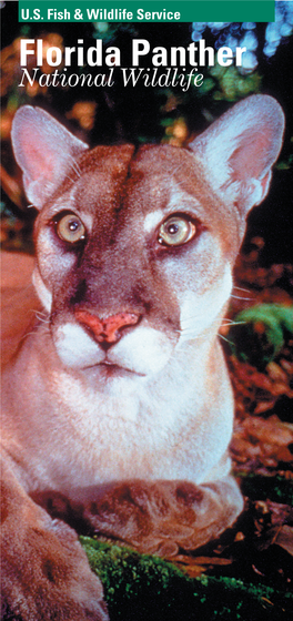 Florida Panther