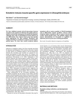 Ectoderm Induces Muscle-Specific Gene Expression in Drosophila