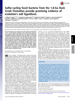 Sulfur-Cycling Fossil Bacteria from the 1.8-Ga Duck Creek Formation Provide Promising Evidence of Evolutionts Null Hypothesis