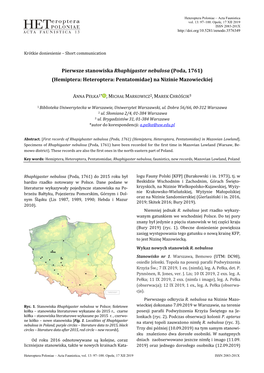 Pierwsze Stanowisko Rhaphigaster Nebulosa Na Nizinie Mazowkieckiej