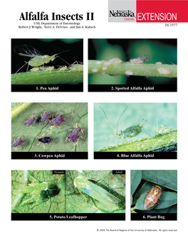 Alfalfa Insects II EXTENSION UNL Department of Entomology EXTENSION Robert J