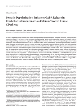 Somatic Depolarization Enhances GABA Release in Cerebellar Interneurons Via a Calcium/Protein Kinase C Pathway