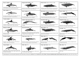 Southern Right Whale <18M Dusky Dolphin <2M Common