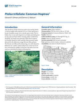 Ptelea Trifoliata: Common Hoptree1 Edward F