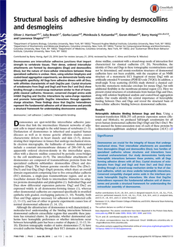 Structural Basis of Adhesive Binding by Desmocollins and Desmogleins