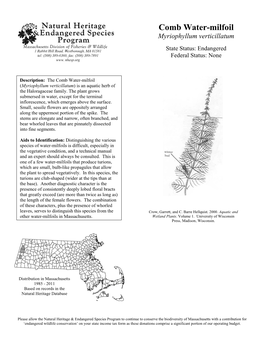 Comb Water-Milfoil Myriophyllum Verticillatum