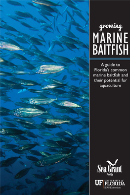 Growing MARINE BAITFISH a Guide to Florida’S Common Marine Baitfish and Their Potential for Aquaculture