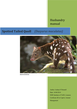 Spotted Tailed Quoll (Dasyurus Maculatus)