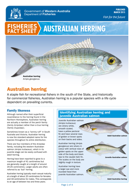 Australian Herring