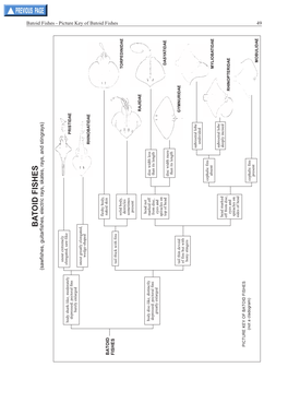 Batoid Fishes - Picture Key of Batoid Fishes 49 E