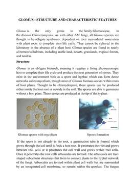 Glomus : Structure and Characteristic Features