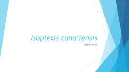 Isoplexis Canariensis Katie Noren Taxonomy